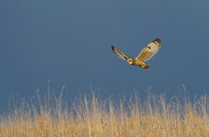 Short-eared owl - W.jpg - Short-eared owl - Gloucestershire